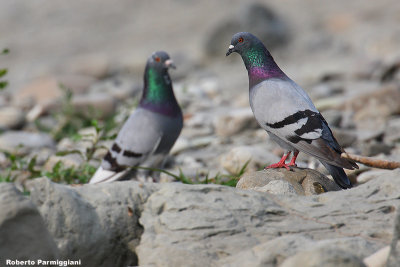 Columba-livia (rock dove - piccione selvatico)