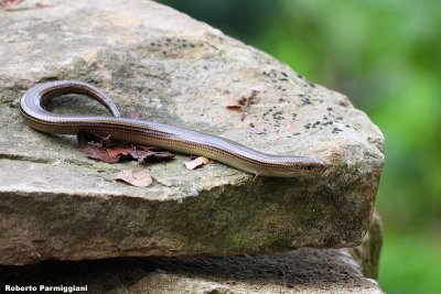 Chalcides chalcides (luscengola)