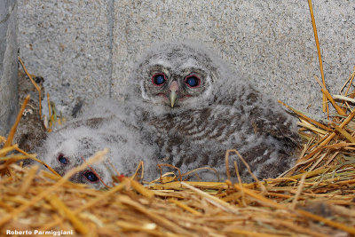 Strix aluco juv.(tawny owl-allocco)