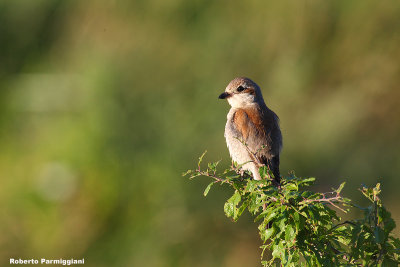 Lanius collurio (red backed shrike-averla piccola)