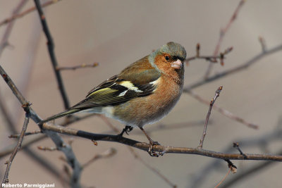 Fringilla coelebs (chaffinch-fringuello)