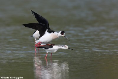 Himantopus himantopus (black winged stilt-cavaliere d'Italia