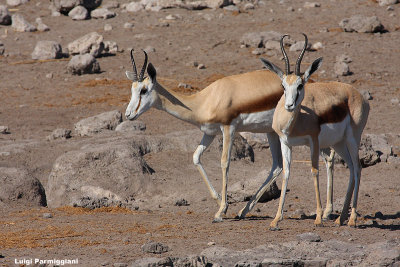 Antidorcas marsupialis (sprinbok - antilope saltante)