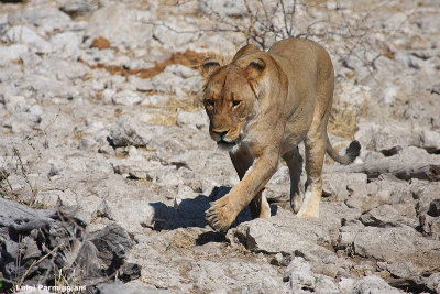 Panthera leo (lion -  leone)