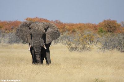 Loxodonta africana (african elephant - elefante africano