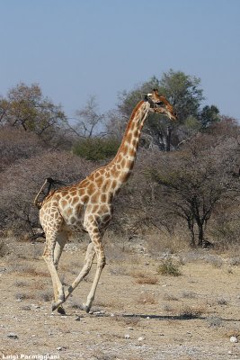 Giraffa camelopardalis (giraffe - giraffa)