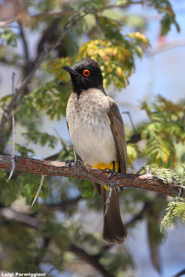 Pycnonotus nigricans (african red eyed bulbul - bulbul occhi rossi)