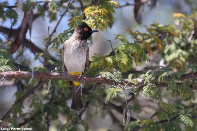 Pycnonotus nigricans (african red eyed bulbul - bulbul occhi rossi)