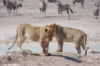 Panthera leo (lion -  leone)