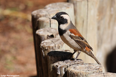 Passer melanurus ( cape sparrow)