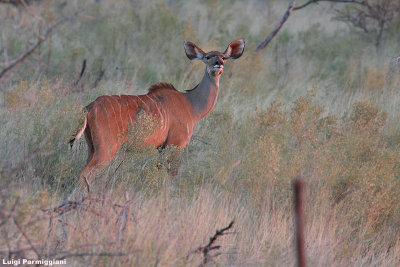 Tragelaphus strepsiceros (kudu - cod maggiore)