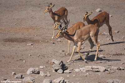 Aepyceros melampus (impala)