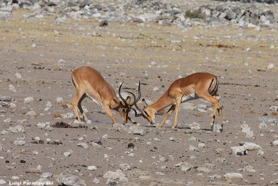 Aepyceros melampus (impala)
