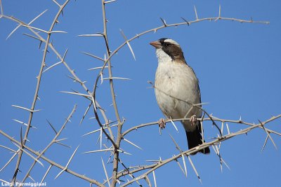 Plocepasser mahali (white browed sparrow)