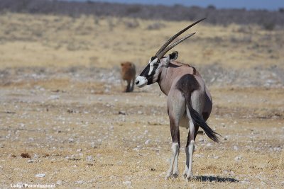 Oryx gazella (oryx - orice)