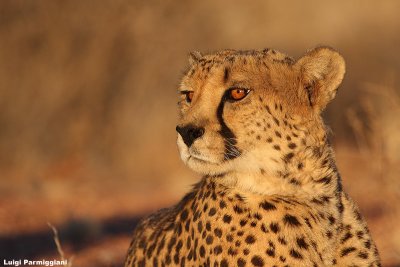 Acinonyx jubatus (ghepard -  ghepardo)