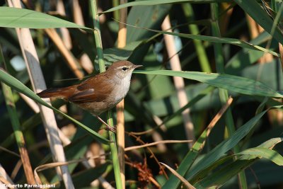 Cettia cetti (cetti's warbler -  usignolo di fiume)