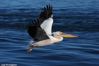 Pelacanus onocrotalus (great white pelican - pellicano bianco