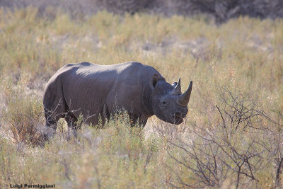 Diceros bicornis (black rhinoceros - rinoceronte nero)