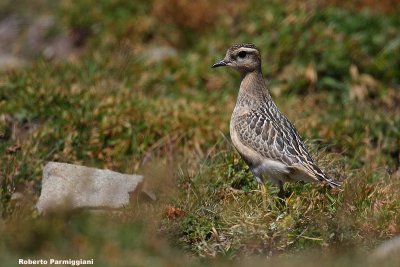 Eudromias morinellus (dotterel - piviere tortolino)