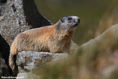 Marmota marmota (alpine marmot -  marmotta)