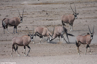 Oryx gazella (oryx - orice)
