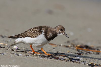 Arenaria interpres (turnstone - voltapietre)
