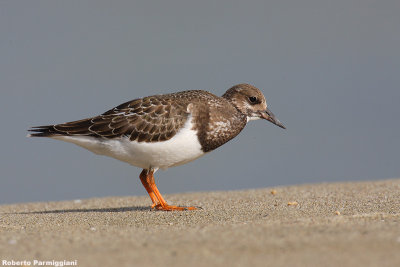 Arenaria interpres (turnstone - voltapietre)