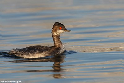 Podiceps nigricollis (Black necked grebe-svasso piccolo)