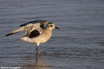 Pluvialis squatarola (grey plover - pivieressa)