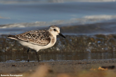 Calidris alba (sanderling - piovanello tridattilo