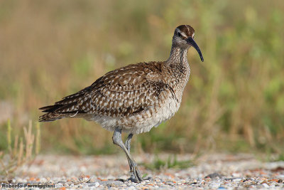 Numenius phaeopus (whimbrel - chiurlo piccolo)