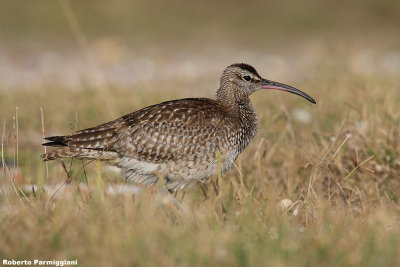 Numenius phaeopus (whimbrel - chiurlo piccolo)