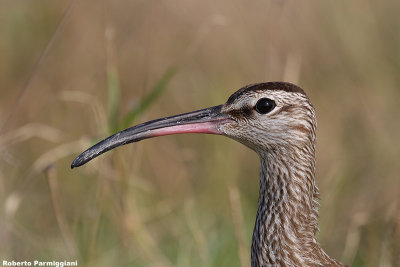 Numenius phaeopus (whimbrel - chiurlo piccolo)