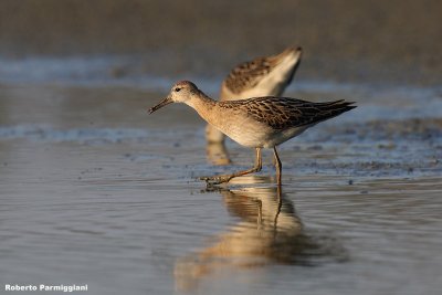 Philomachus pugnax (ruff - combattente)