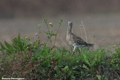 Numenius arquata (curlew - chiurlo)