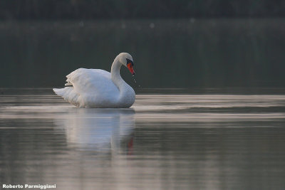 Cygnus olor (mute swan-cigno reale)