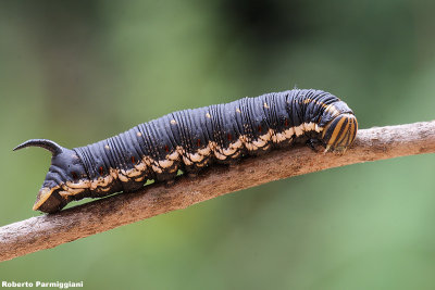 Agrius convolvuli (sfinge del convolvolo)