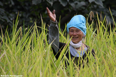 Working in the rice