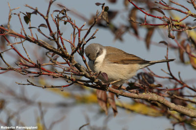 Sylvia curruca (lasser whitethroat - bigiarella)