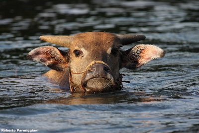 Buffalo