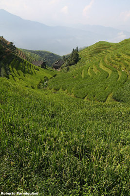 Rice terrace