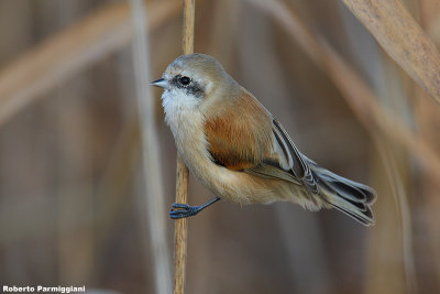 Remiz pendulinus (penduline tit-pendolino)