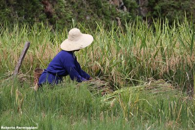 Farmer