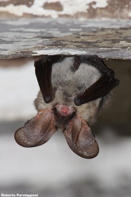 Plecotus austriacus (grey long eared bat - orecchione)