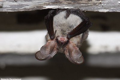 Plecotus austriacus (grey long eared bat - orecchione)