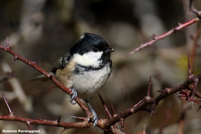 Parus ater (coal tit-cincia mora)