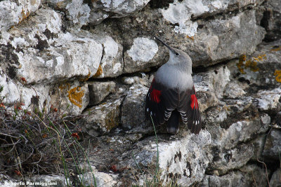 Tichodroma muraria (wallcreeper - picchio muraiolo)