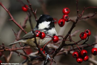 Parus ater (coal tit-cincia mora)