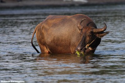 Buffalo part II